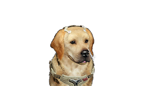 Network Detection Sensor