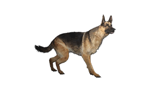 Hagios Sheepdog Pattern