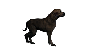 Swamp Specialization